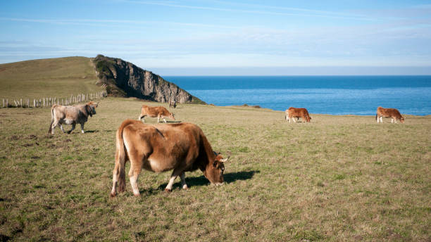 istock Cows by the sea 1313818637