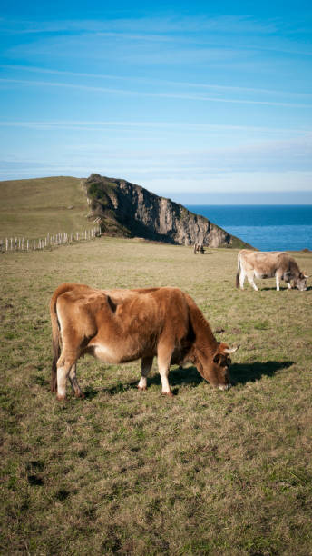 istock Cows by the sea 1313818668