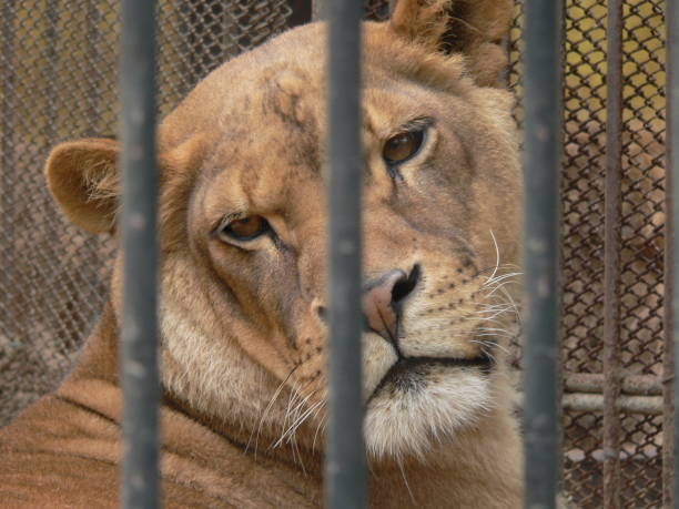 Female lion in the zoo cage