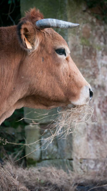 istock Brown cow eating hay in stable 1313820885