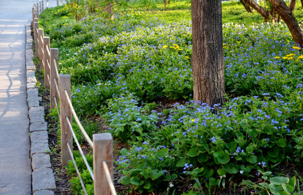 高い花壇の道の黒い茂みの公園の擁壁のベンチ - retaining wall flower bed ornamental garden landscaped ストックフォトと画像