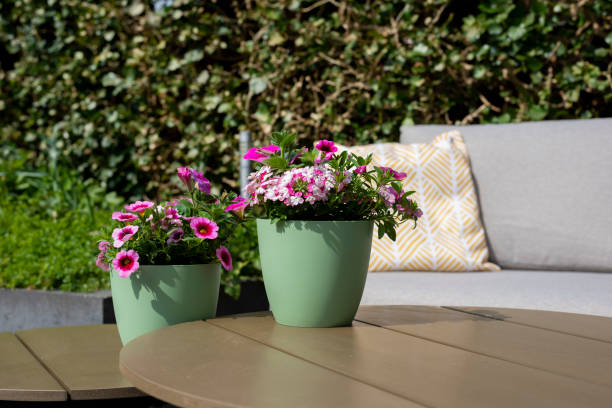 istock beautiful flowers in the spring 1313821732