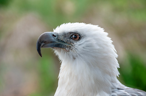 White Bellied Sea Eagle In Thailand