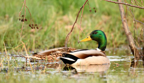 istock Duck photographed in the wild 1313822310