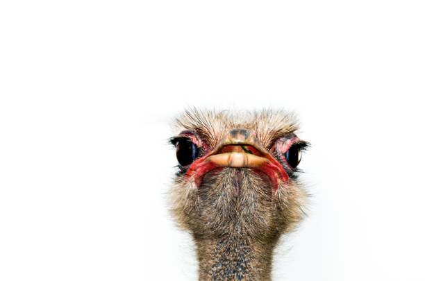 istock Close-up of ostrich head 1313822374