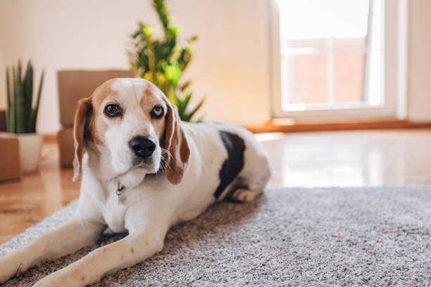 istock Beagle lying on the floor in new home 1313823066
