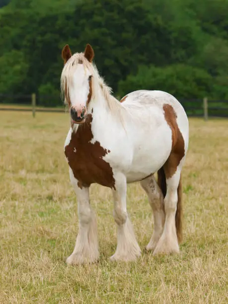 A skewbald gypsy cob with a long mane in a paddock.