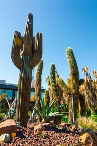 large green cactus with large spikes and thorns. Warm tones on a clear, sunny day. desert cactus large green cactus with large spikes and thorns. Warm tones on a clear, sunny day. desert cactus. pride of barbados flower stock pictures, royalty-free photos & images