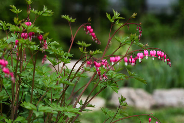 istock Dicentra spectabilis pink hearts in bloom on the branches 1313823905