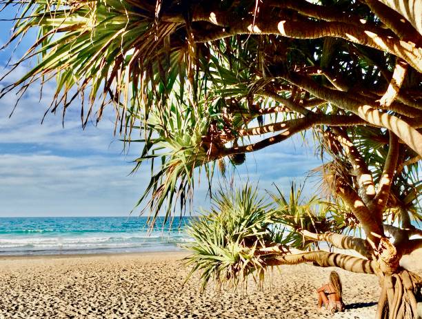 femme se reposant sous l’arbre dans le sable observant des vagues d’océan - byron bay tree summer sand photos et images de collection