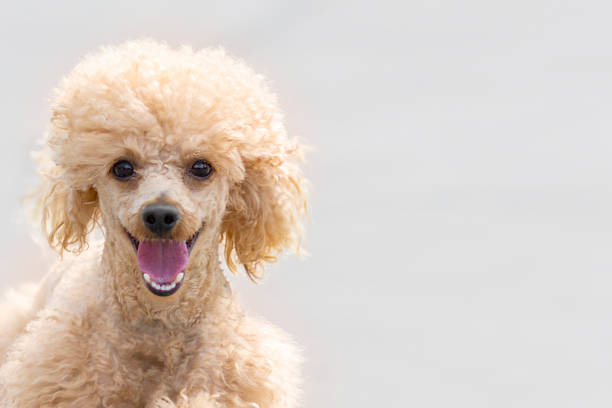 istock Poodle on a uniform background. Dog portrait 1313824793