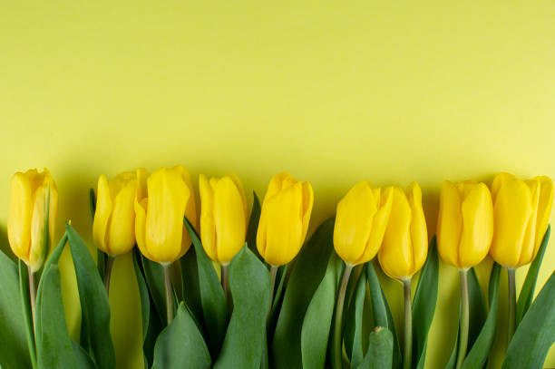 istock yellow tulips on a yellow background 1313825146