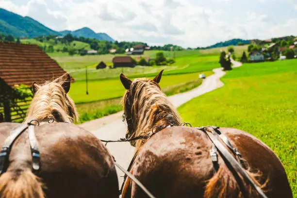 Photo of Back of two horses