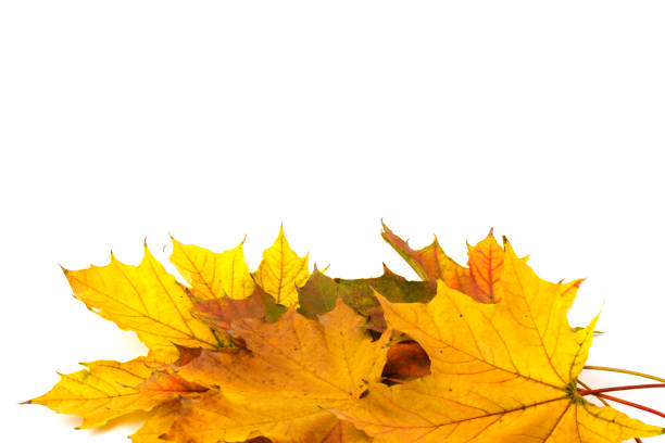 istock Autumn maple leaf close-up on white background. rich color background 1313825355