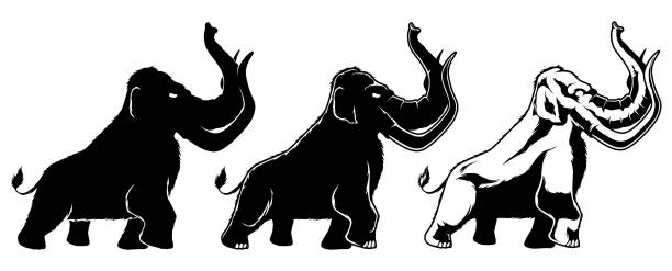 Mammoth on White Black and white illustration of cartoon mammoth in 3 different versions. tusk stock illustrations