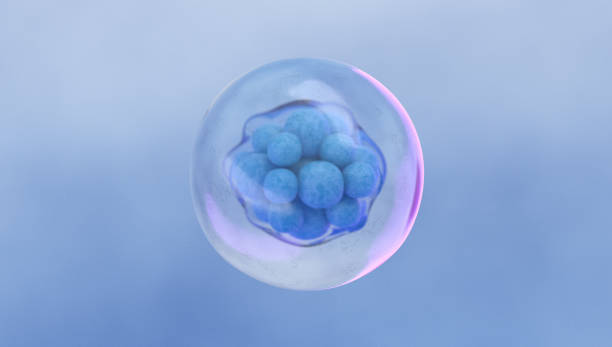 istock Morula Cell, a solid ball of cells resulting from division 1313826416