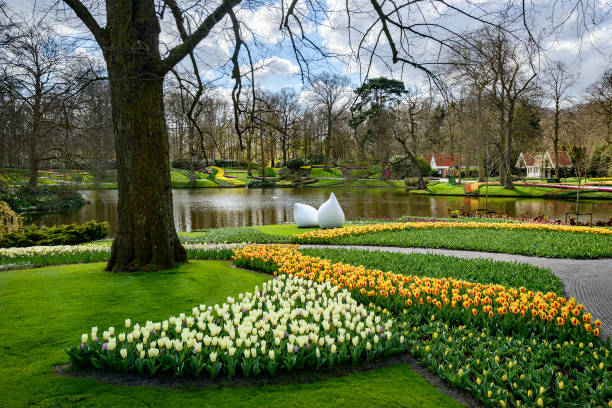 istock Beautiful Dutch tulips blooming in spring 1313826829