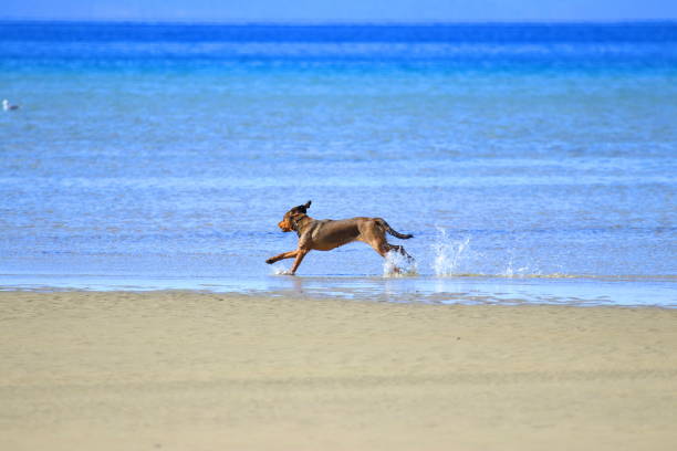 istock Happy dog running on sandy beach and splashing water 1313826977