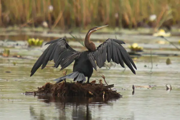 African Darter in Okawango river in Namibia in Africa