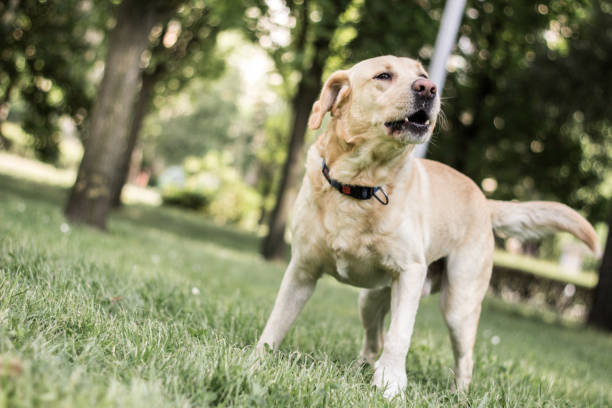 istock Labrador dog barking at city park 1313827928
