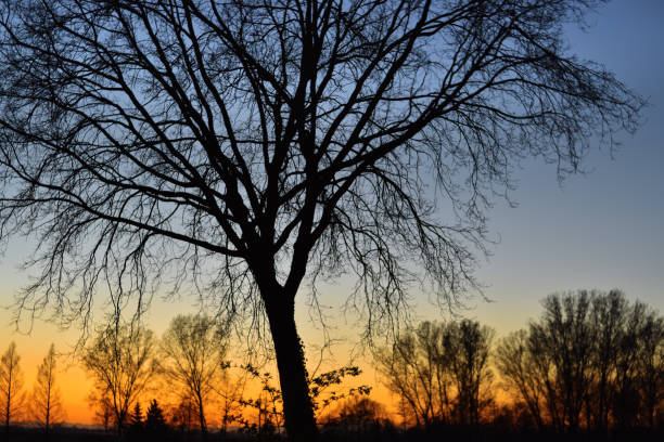 istock amazing sunset in the countryside 1313827942