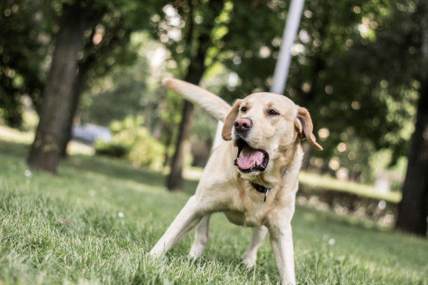istock Labrador dog barking at city park 1313827951