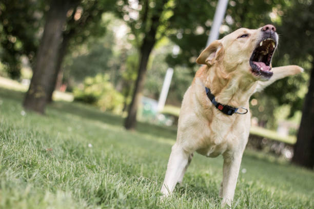 istock Labrador dog barking at city park 1313827955