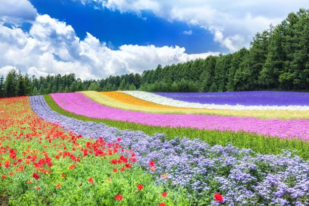 sommerblumenfeld in nakafurano stadt in hokkaido, japan. - flower nature lavender lavender coloured stock-fotos und bilder