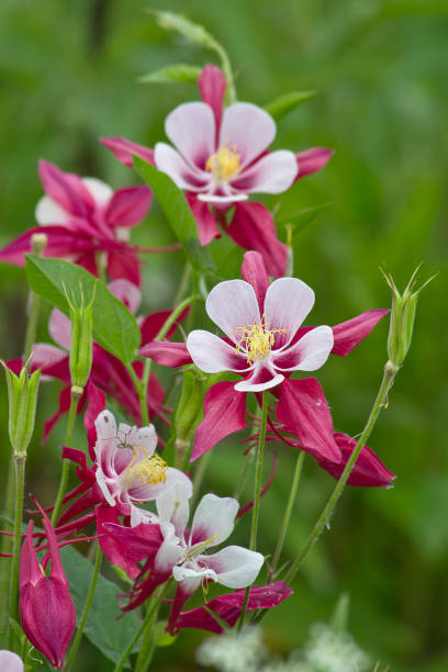 istock pink aquileia flowers close-up 1313829850