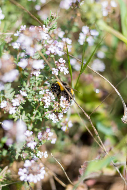Bumblebee foraging a flowering thyme plant in the scrubland in spring