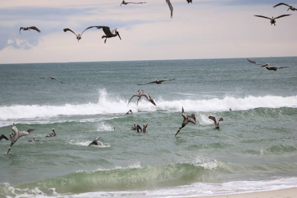istock Brown Pelicans Feeding in the Ocean 1313830244