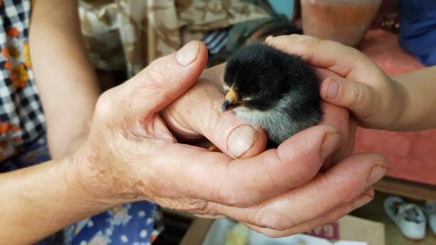 poussin éclos dans les mains de la femme aînée et des doigts d’enfant touchant le petit oiseau - baby chicken young bird chicken human hand photos et images de collection