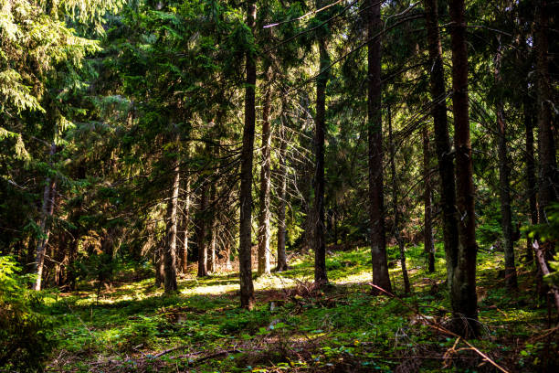 istock View through forest trees, sunlights over the mountain forest details 1313831509