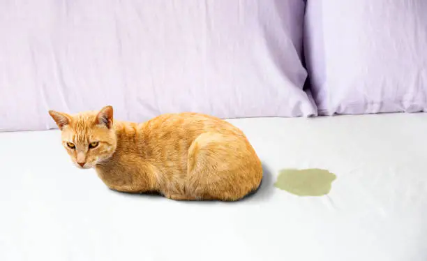 Cute cat sitting near wet or piss spot on the bed inside the bedroom