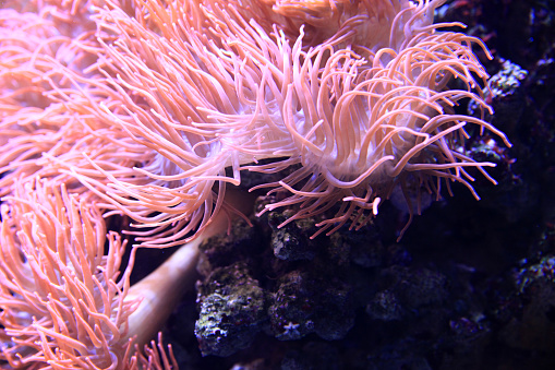 Orange Catalaphylia coral on a reef rock