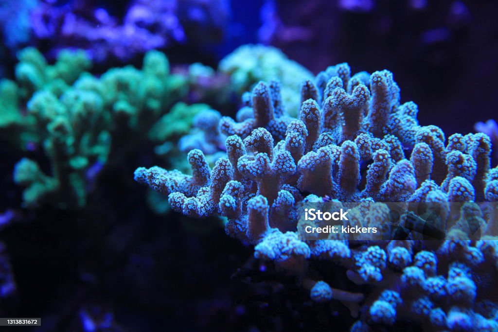 Blue hard coral on reef Coral - Cnidarian Stock Photo