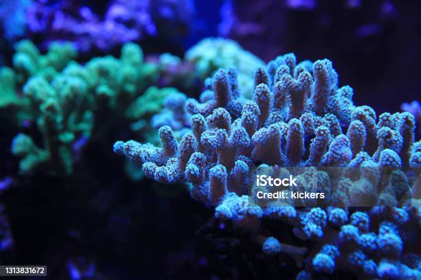 Blue Hard Coral On Reef Stock Photo - Download Image Now - Coral - Cnidarian, Blue, Backgrounds