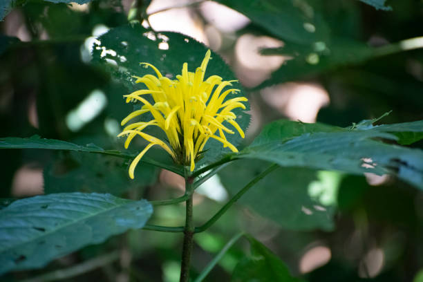 istock Yellow tropical flower against green foliage 1313832989