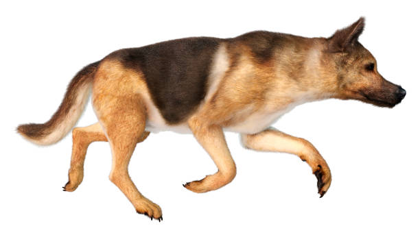 istock 3D illustration German shepherd dog on white 1313833185