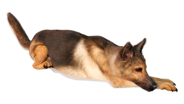 istock 3D illustration German shepherd dog on white 1313833192