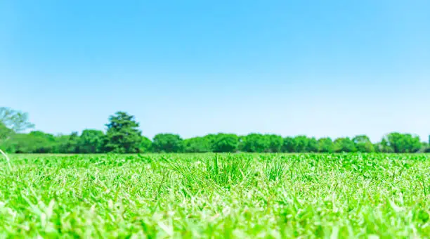 Photo of Meadow landscape.