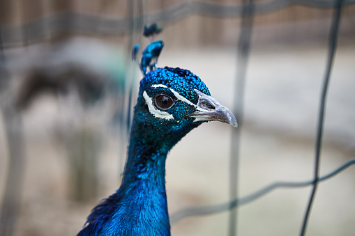 Peafowl walks i n the zoo. Beautiful peacock close up