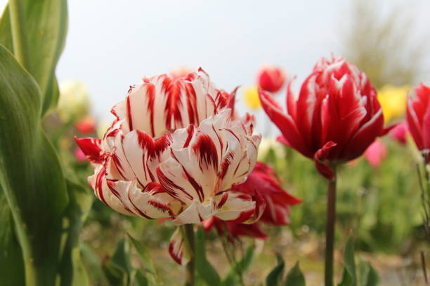 una hermosa nueva especie de tulipán con una gran flor con hojas blancas con rayas rojas - new zealand culture fotografías e imágenes de stock