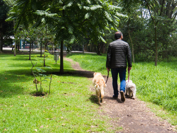 istock Man from the back walking dogs in the park 1313835825