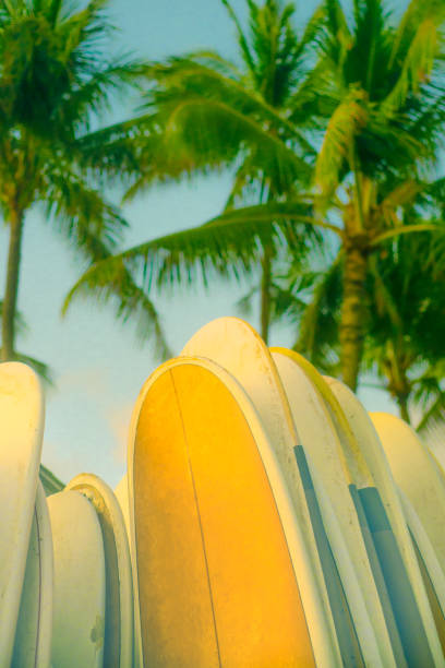 Surfboards on the Beach at Sunset With Pam Trees in the Background