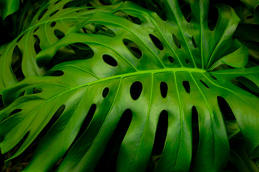 Plant Background Image of Swiss Cheese Plant Leaves