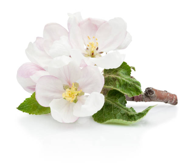 istock Spring flowers of apple fruit trees isolated on white background 1313838365