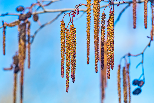 Spring flowers male catkins of Alder Alnus serrulata similar to earrings on tree branch in sunlight, spring background