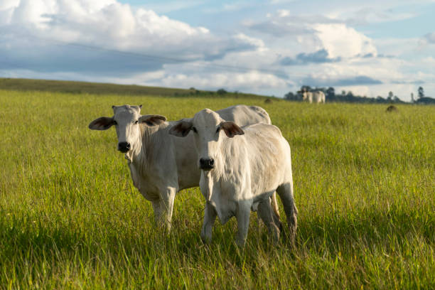 нелор крупного рогатого скота на зеленом пастбище. - rural scene non urban scene domestic animals sheep стоковые фото и изображения