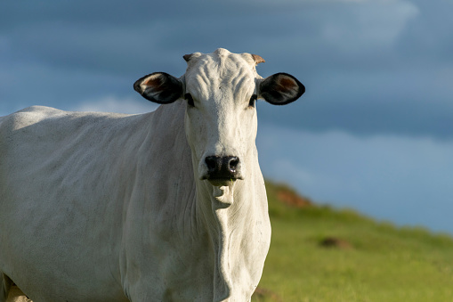 perfil del ganado nelore en pastos. photo